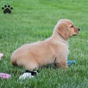 Honey, Golden Retriever Puppy